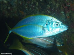Pseudocaranx dentex
