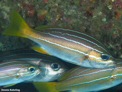 Parapristipoma octolineatum