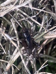 Allonemobius fasciatus