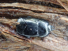 Hololepta plana