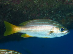 Parapristipoma octolineatum