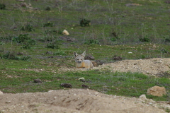 Vulpes macrotis mutica