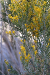 Ericameria paniculata