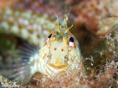 Parablennius goreensis