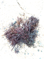 Furcellaria lumbricalis