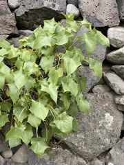 Pittocaulon praecox