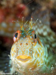 Parablennius goreensis