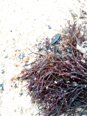 Furcellaria lumbricalis