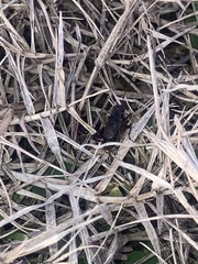 Allonemobius fasciatus