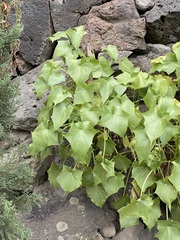 Pittocaulon praecox
