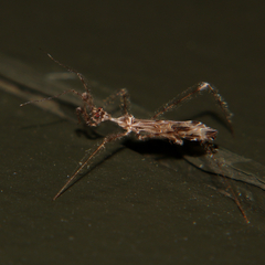 Stenolemus fraterculus