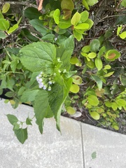 Chromolaena odorata