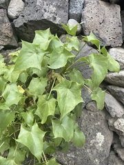 Pittocaulon praecox