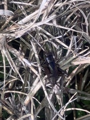 Allonemobius fasciatus