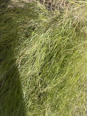 Muhlenbergia dumosa