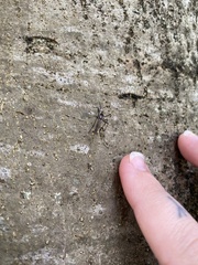 Toxorhynchites speciosus
