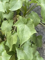 Pittocaulon praecox