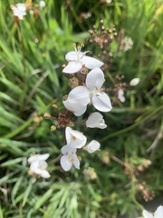 Libertia chilensis
