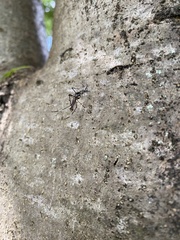 Toxorhynchites speciosus