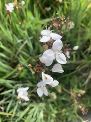 Libertia chilensis