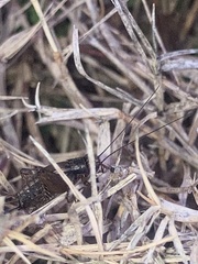 Allonemobius fasciatus