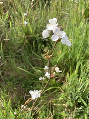 Libertia chilensis