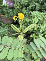 Senna alata