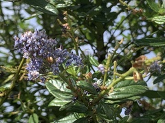 Ceanothus