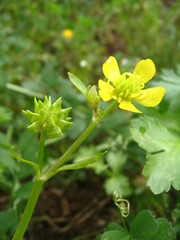 Ranunculus muricatus