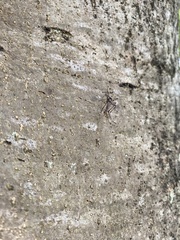 Toxorhynchites speciosus