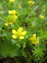 Ranunculus muricatus