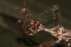 Stenolemus fraterculus