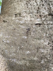 Toxorhynchites speciosus