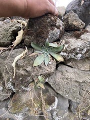 Echeveria