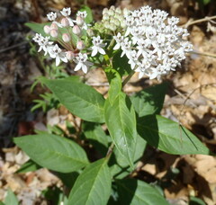 Asclepias texana