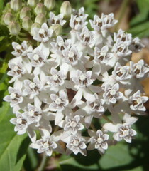 Asclepias texana