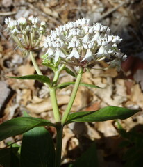 Asclepias texana