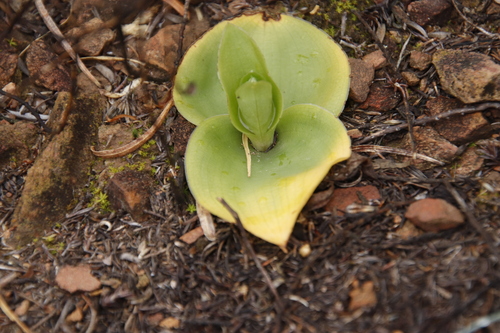 Image of Satyrium pallens by (c) Tony Rebelo, some rights reserved (CC BY-SA)