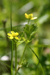 Ranunculus muricatus