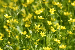 Ranunculus muricatus