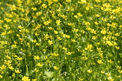 Ranunculus muricatus