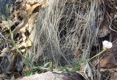 Aphanostephus skirrhobasis