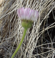 Aphanostephus skirrhobasis