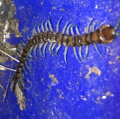 Cormocephalus rubriceps