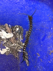 Cormocephalus rubriceps