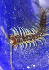 Cormocephalus rubriceps