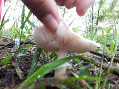 Agaricales
