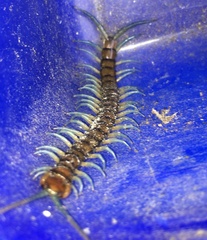 Cormocephalus rubriceps