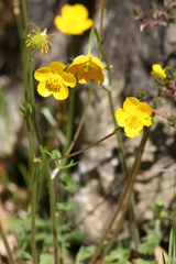 Ranunculus ollissiponensis