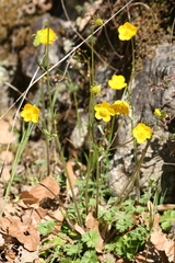 Ranunculus ollissiponensis